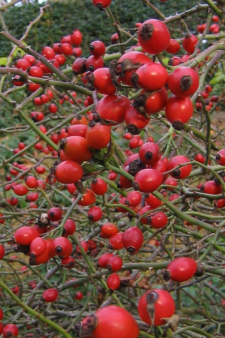 Früchte im Schlossgarten Weikersheim