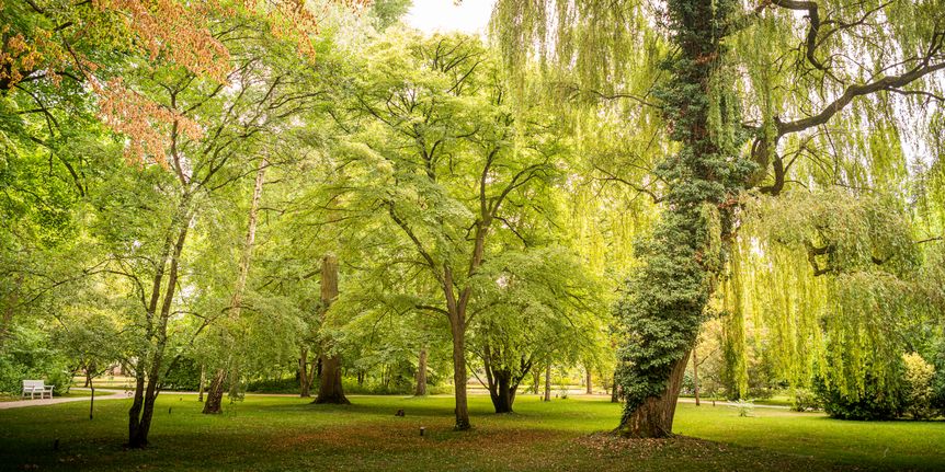 Schloss und Schlossgarten Schwetzingen, Garten