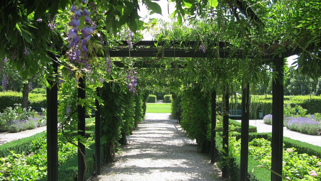 Schloss Rastatt, Schlossgarten, Blauregen