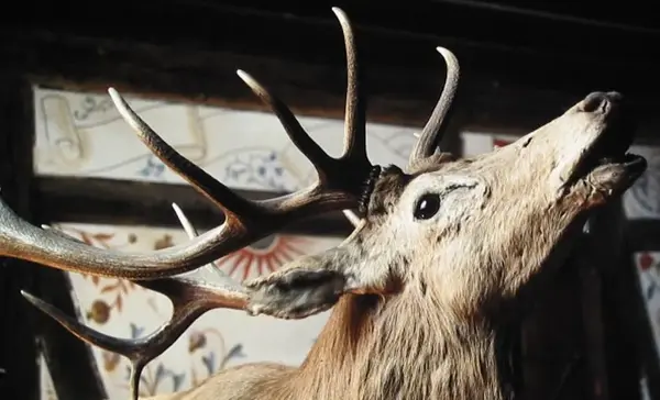 Foto: Staatliche Schlösser und Gärten Baden-Württemberg, Ortsverwaltung Bebenhausen1196x666 Kloster und Schloss Bebenhausen, Jagdtrophäe