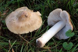 Schloss und Schlossgarten Favorite, Sonstiges, Projekt Schloss.Baum.Pilz