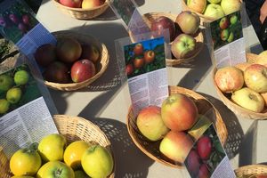 Schloss Solitude, Impression des Herzoglichen Apfeltags